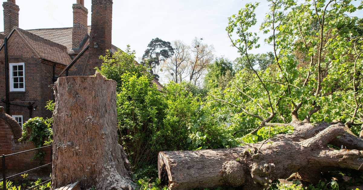 Hidden Costs of Using Unqualified Tree Surgeons