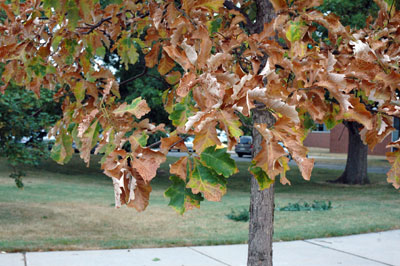 How to Care for your Trees in Hot Weather