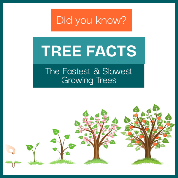 How Trees Grow – The Fastest and Slowest Growing Trees