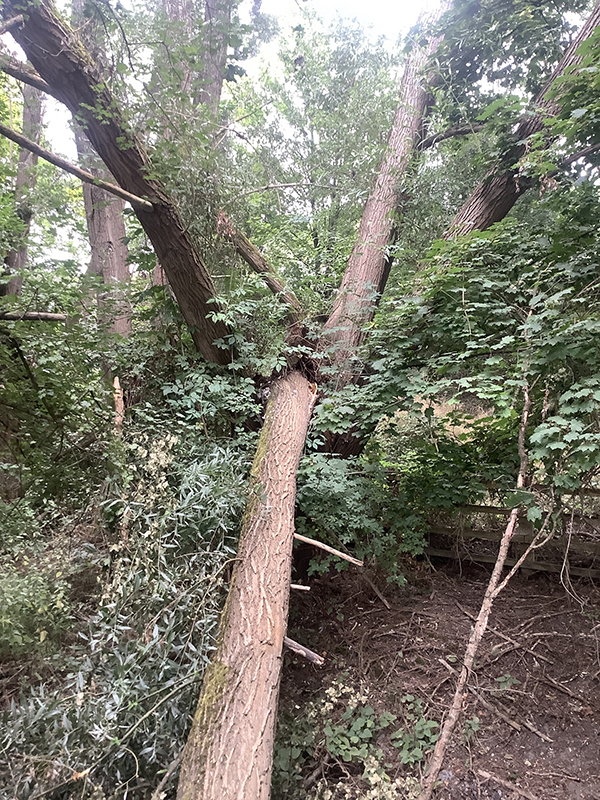 Tree Pollarding & Safety Works at a Business Park in Reading