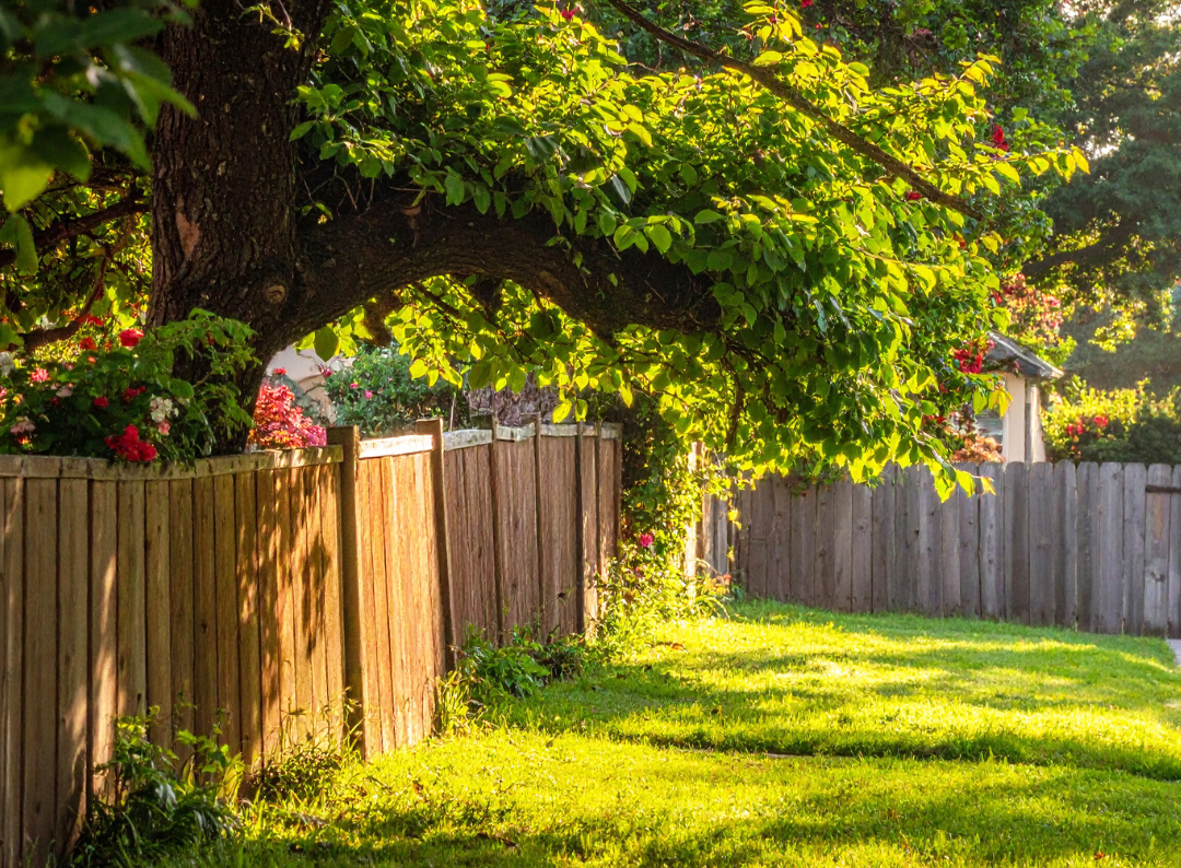 Can I Cut Back My Neighbour’s Tree if It Overhangs My Garden?