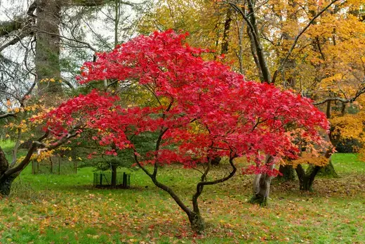 The Best Trees for Stunning Autumn Colour in the UK