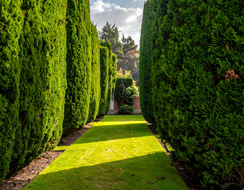 What Can I Do If My Neighbour’s Tree Blocks Sunlight?