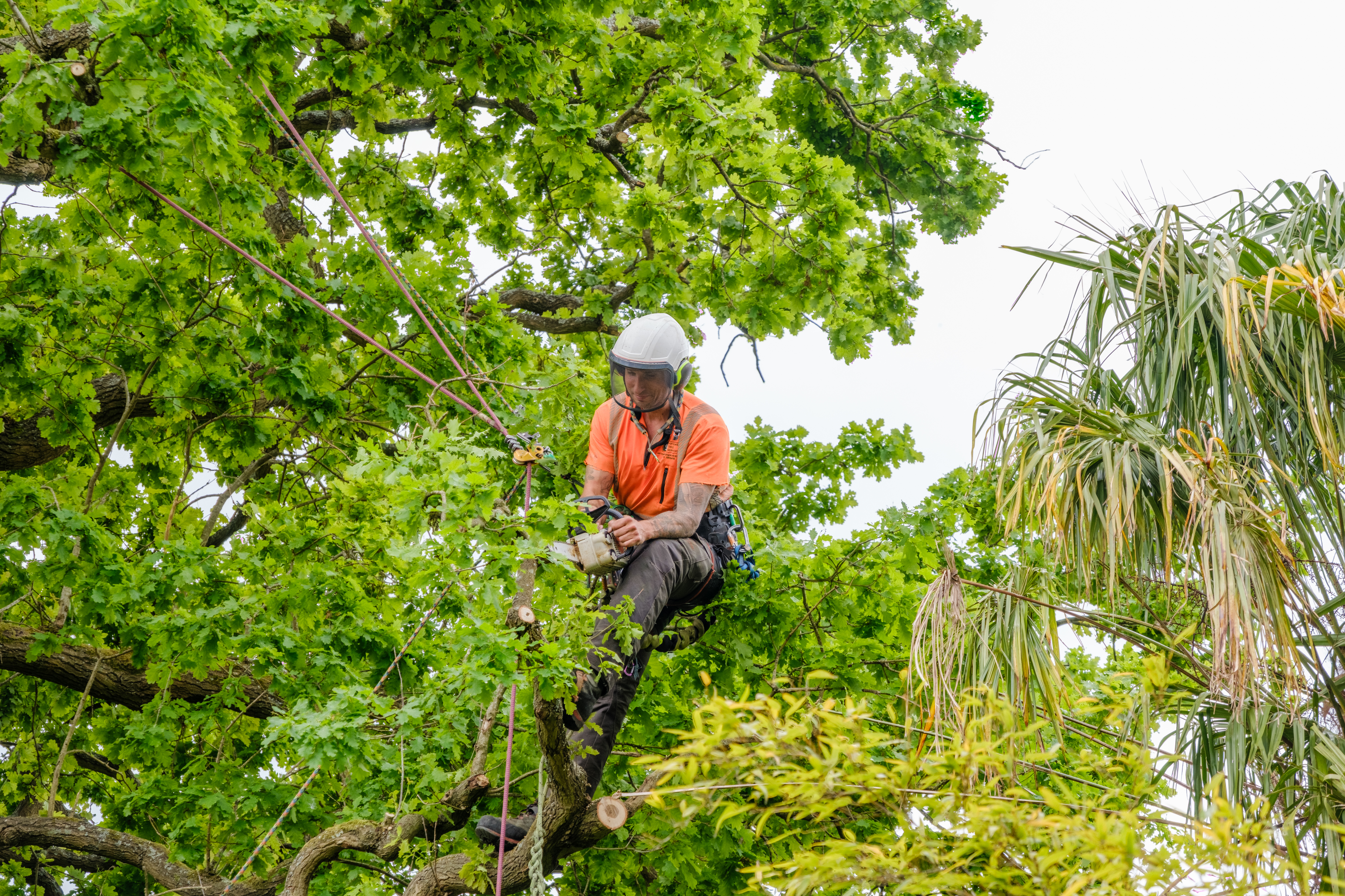 The Importance of Professional Tree Inspections