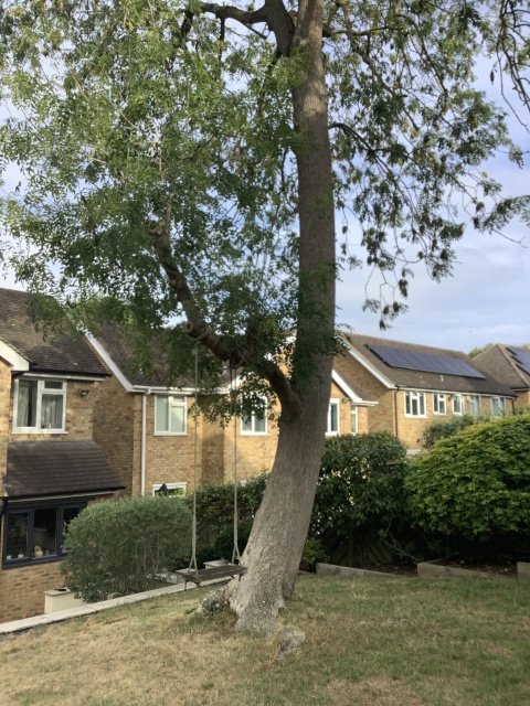Ash Tree Crown Reduction and Hedge Trimming