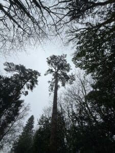 Tree problems you can spot in February