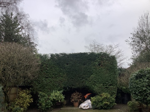 Mixed Cypress and Elder hedge crown reduction and trimming