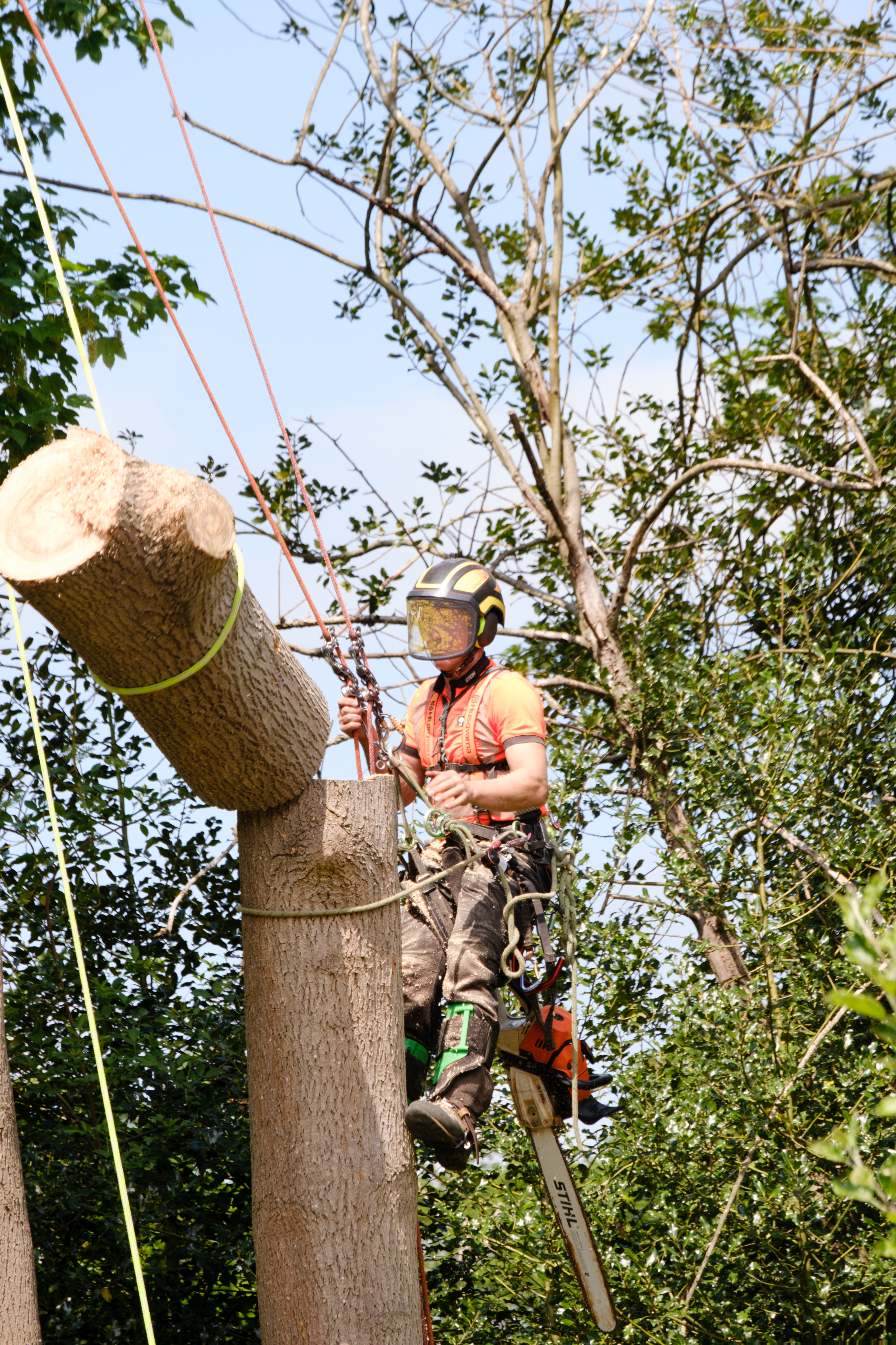 What Do Tree Surgeons Actually Do?