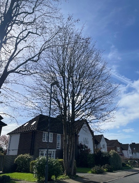 Tree Dismantling and Reduction