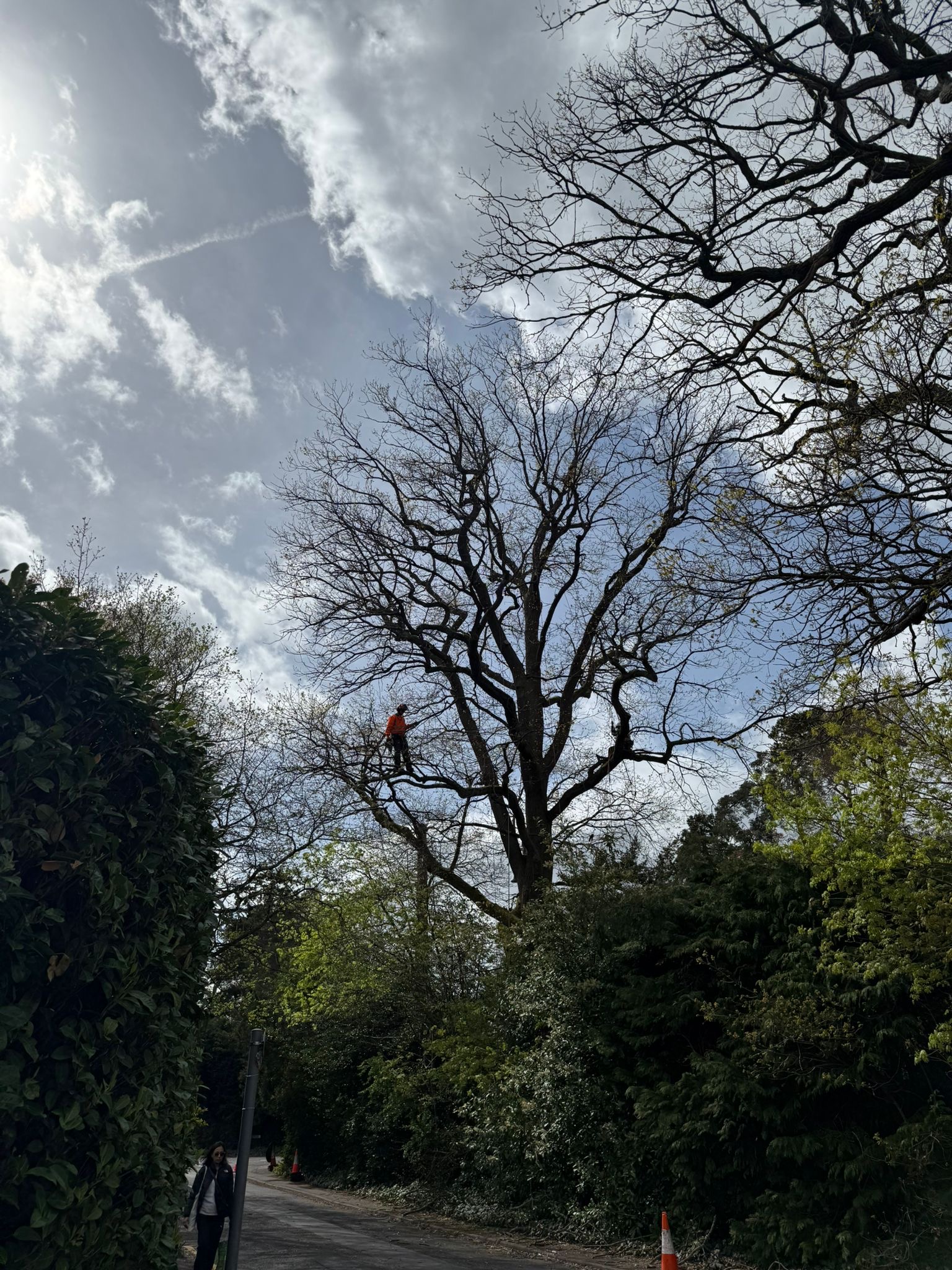 Tree Preservation Order (TPOs)
