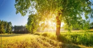 How To Tell If Your Trees Are Struggling in Hot Weather
