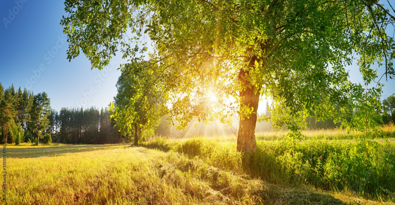 How To Tell If Your Trees Are Struggling in Hot Weather