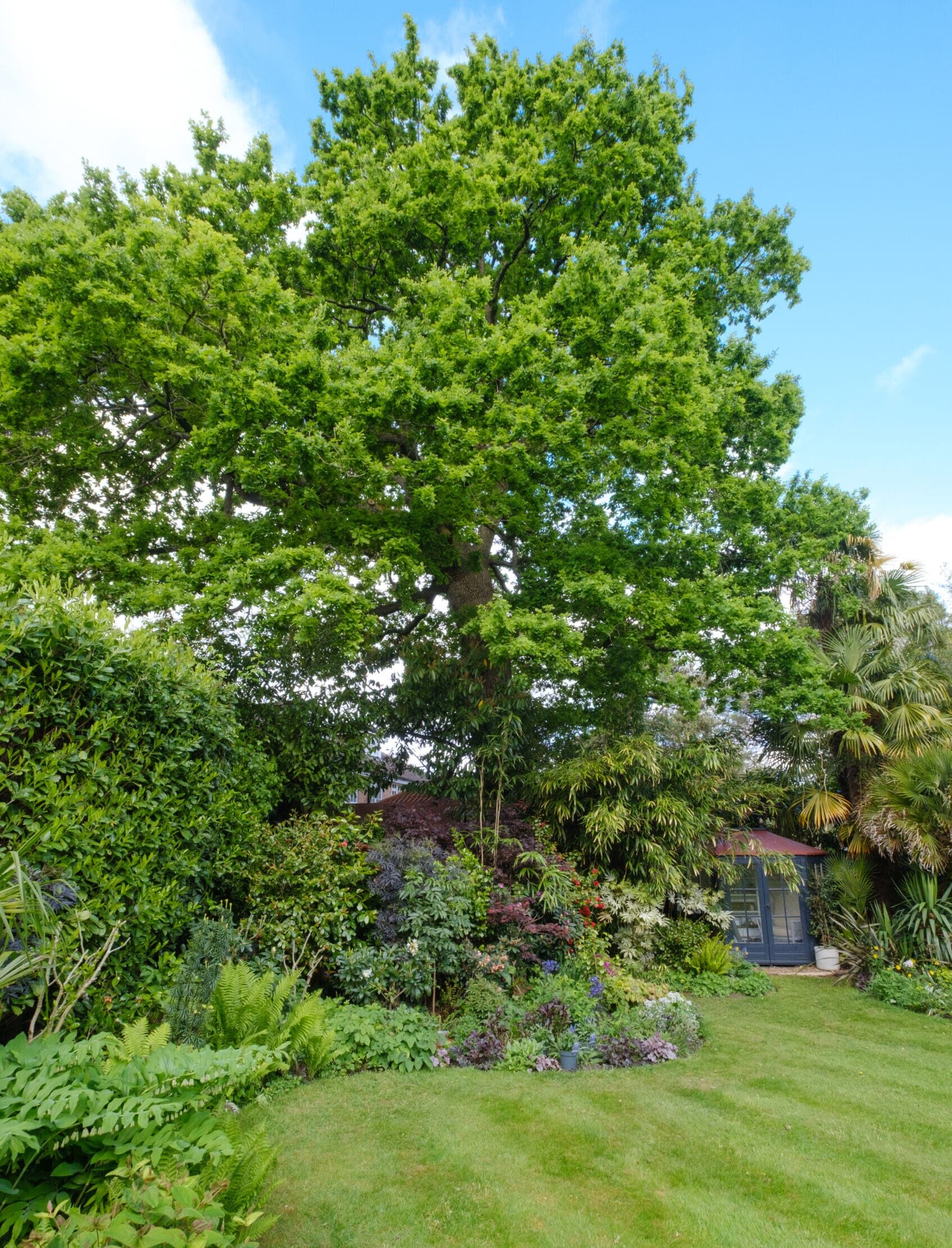 Why Mature Trees Are More Valuable Than You Think