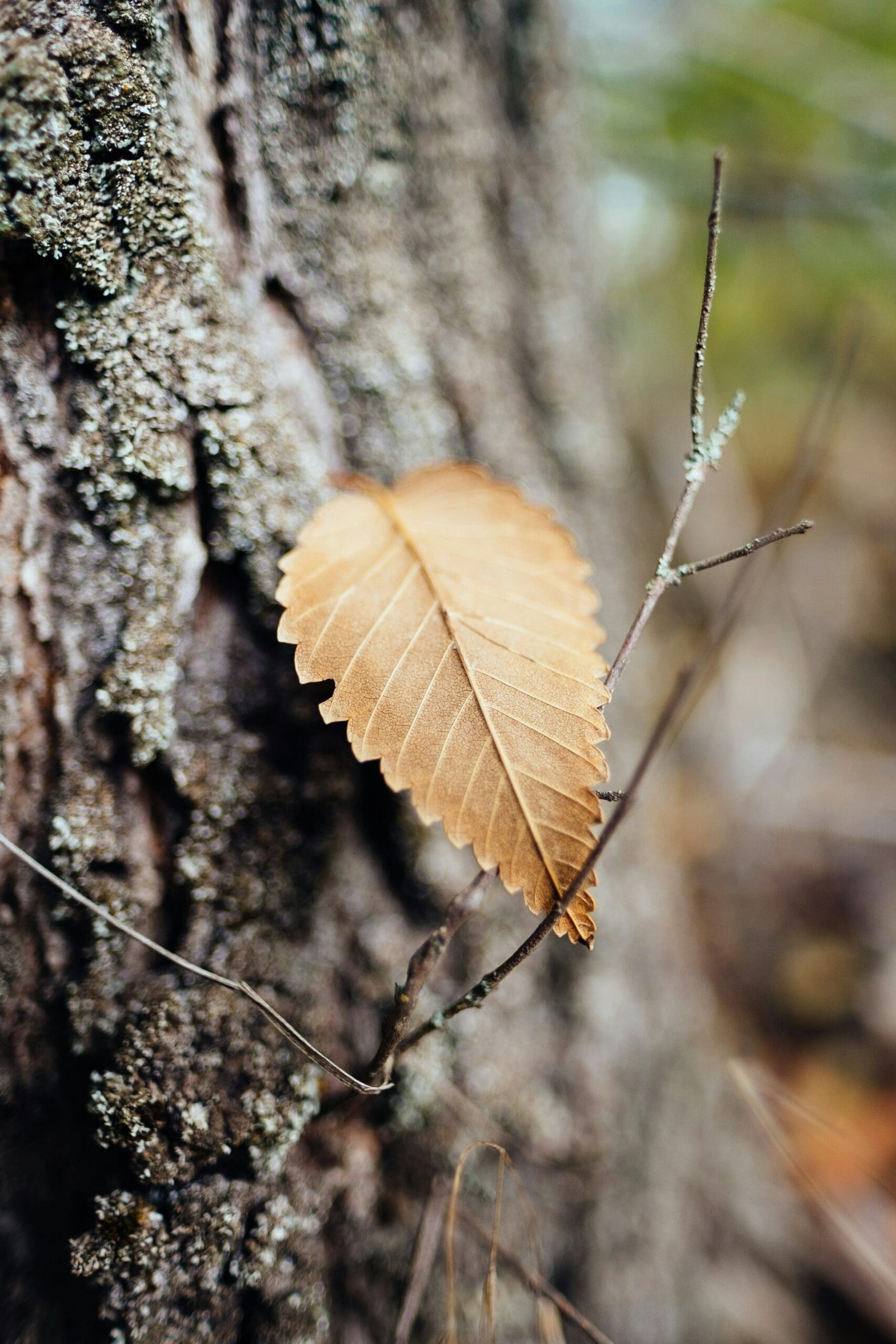 Can Trees Recover from Drought Stress?