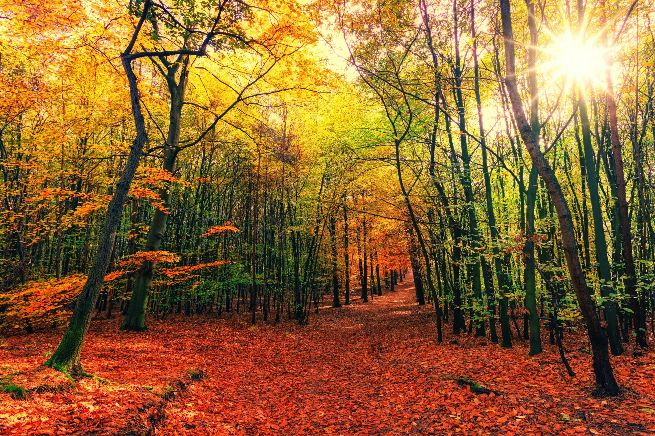 What Happens to Trees in Autumn? Understanding Seasonal Changes