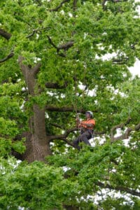 Crown Reduction, Thinning & Lifting